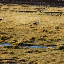 Some duck like birds